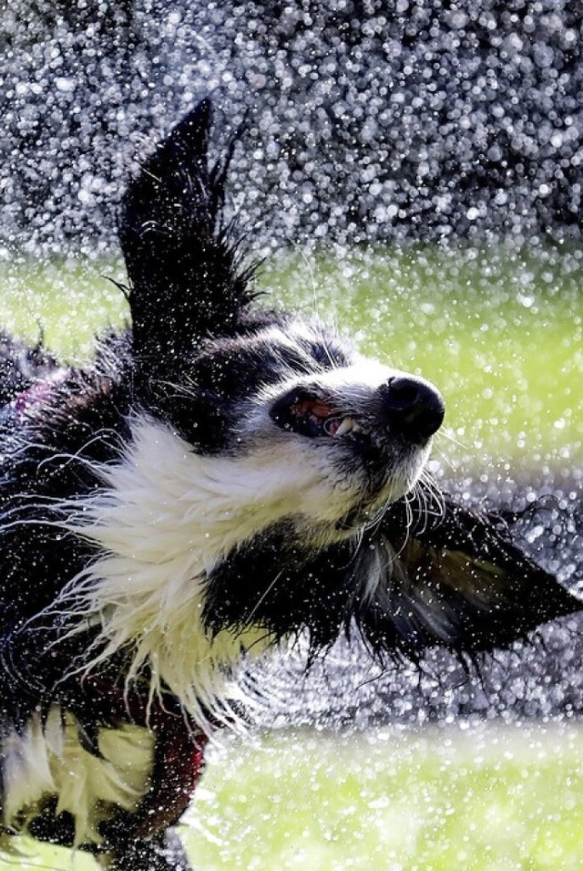 Auch Hunde freuen sich bei der Hitze ber jede Erfrischung.  | Foto: Thomas Warnack (dpa)