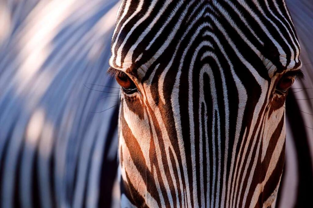 Das Zebra inspirierte schon vor 70 Jahren den Straßenverkehr in Deutschland.  | Foto: SEBASTIEN BOZON