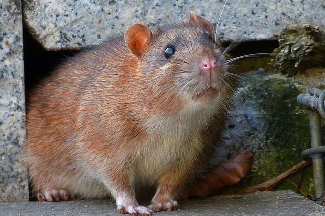 Ratten knnen in Gebuden zum Problem werden (Symbolbild).  | Foto: lberlik  (stock.adobe.com)