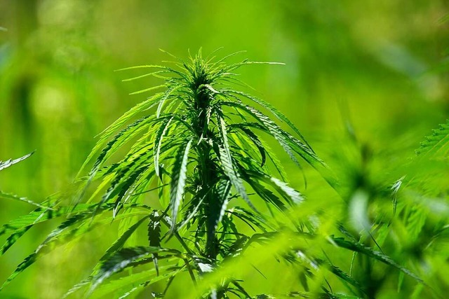 Cannabispflanzen  wachsen auf einem Fe... Besitz von 25 Gramm gestattet werden.  | Foto: Klaus-Dietmar Gabbert (dpa)