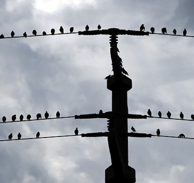 Stare sitzen auf Stromleitungen.  | Foto: Karl-Josef Hildenbrand (dpa)