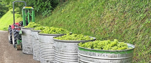 Die Winzergenossenschaft Achkarren hat...eif und werden zu  Verjus verarbeitet.  | Foto: Winzergenossenschaft Achkarren