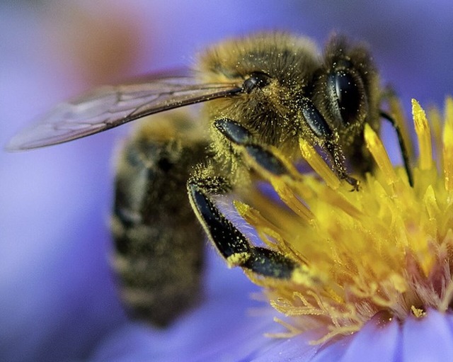 Eine Biene auf Nektarsuche  | Foto: Monika Skolimowska