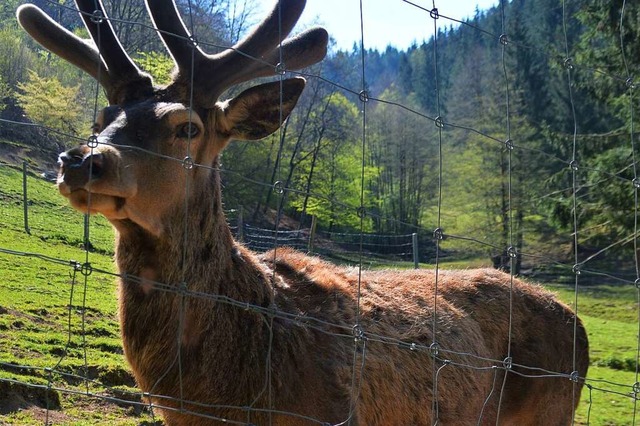 Eine der Routen fhrt auch zum Zeller Wildgehege.  | Foto: Edgar Steinfelder