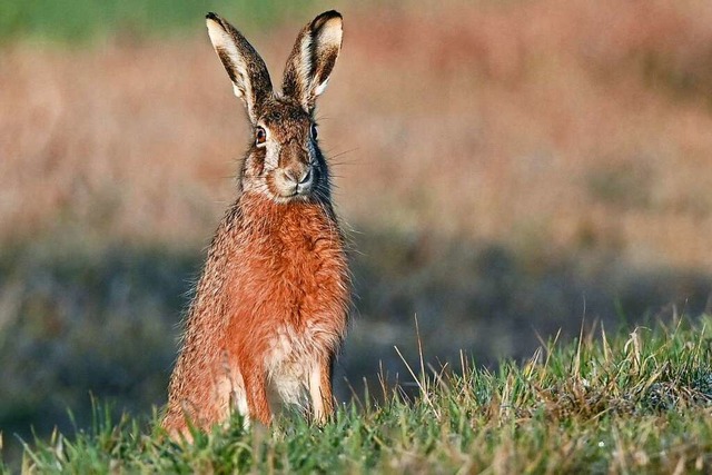 Feldhasen sind von der Hasenpest besonders betroffen.  | Foto: Patrick Pleul (dpa)