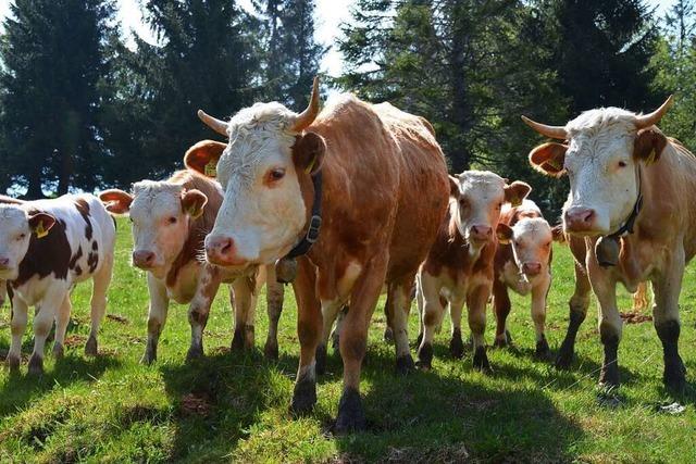 In Münstertal wird ein Bauernhof nach Familienzwist zwangsgeräumt