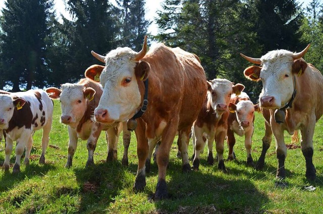 Hinterwlder Rinder sind eine heimische Rasse, die als gefhrdet gilt.  | Foto: Gabriele Hennicke