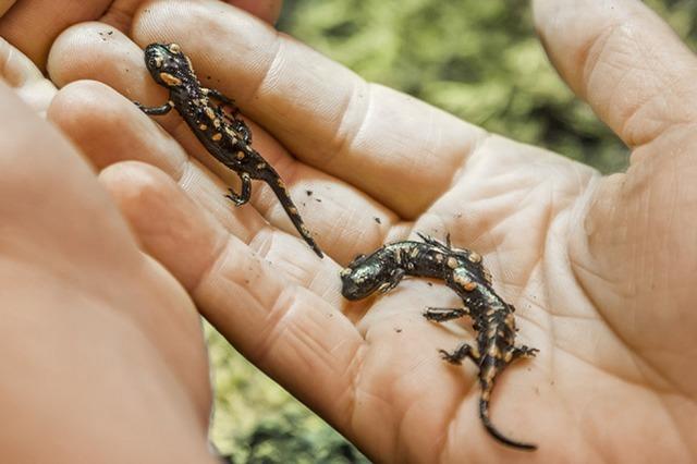 19 Baby-Salamander ausgewildert