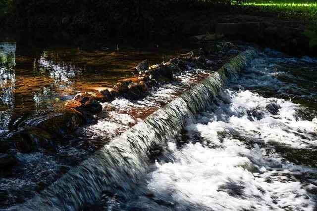 Kampf gegen Krebspest in S�dbaden wird verst�rkt