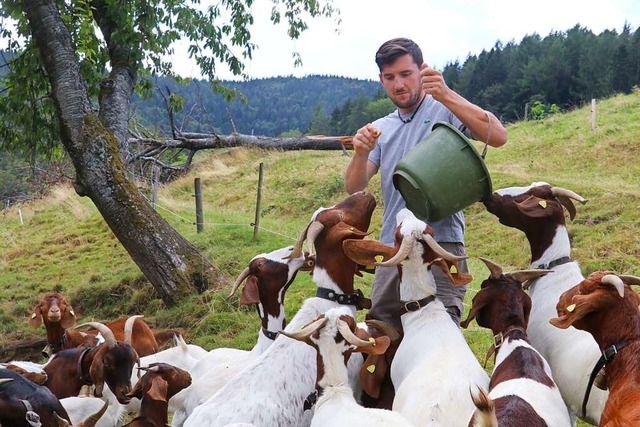 Drngeln leider obligatorisch: Manuel Trscher beim Fttern seiner Ziegenherde.  | Foto: Otto Schnekenburger