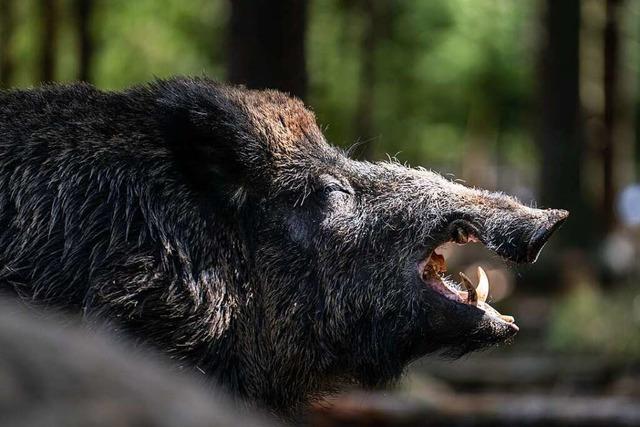 Wildschwein-Population im Kreis Lrrach schwankt stark