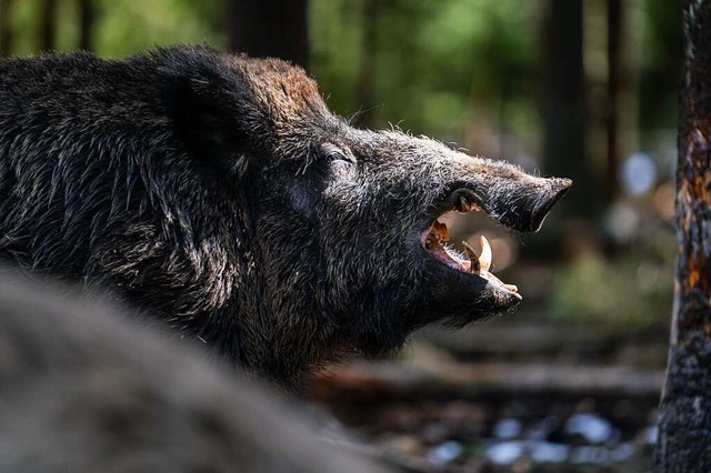Wie viele Wildschweine sich in einzeln... und sie leiden unter der Trockenheit.  | Foto: Nicolas Armer (dpa)