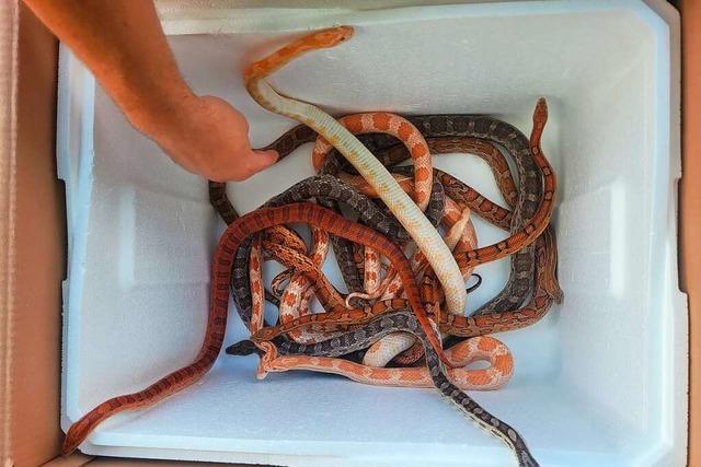 Unbekannter setzt bei Breisach neun Schlangen in der Natur aus