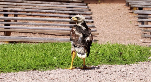   | Foto: Vogelpark Steinen