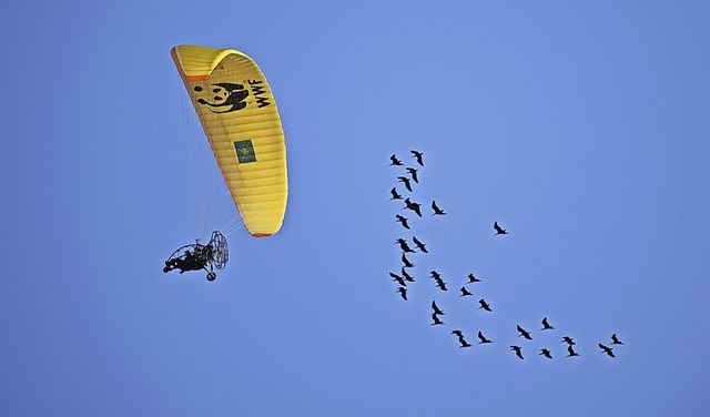 Von Maulburg aus war der Schwarm der Waldrappe gut zu sehen.  | Foto: Gnter Brunner