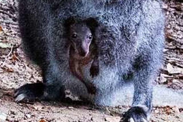 Ausgebüxtes Waldkircher Känguru Jack ist Vater geworden