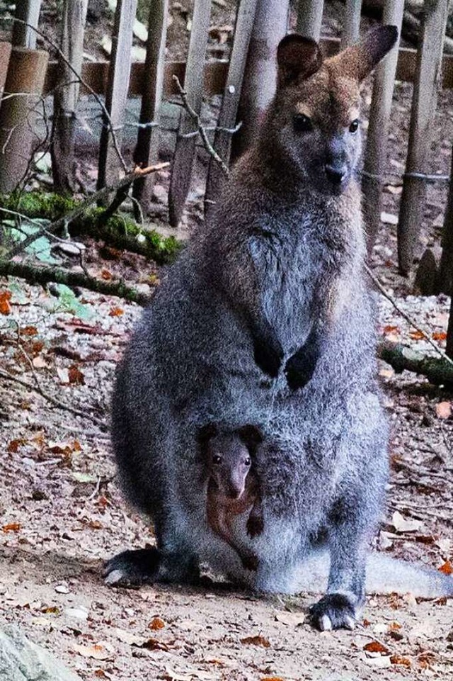 Knguru-Dame Roxy trgt ein Jungtier i... das ausgebxte Knguru-Mnnchen Jack.  | Foto: Gabriele Zahn