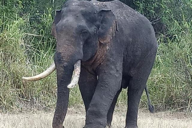 Ein verletzter Elefant bringt Sri Lanka in Aufruhr