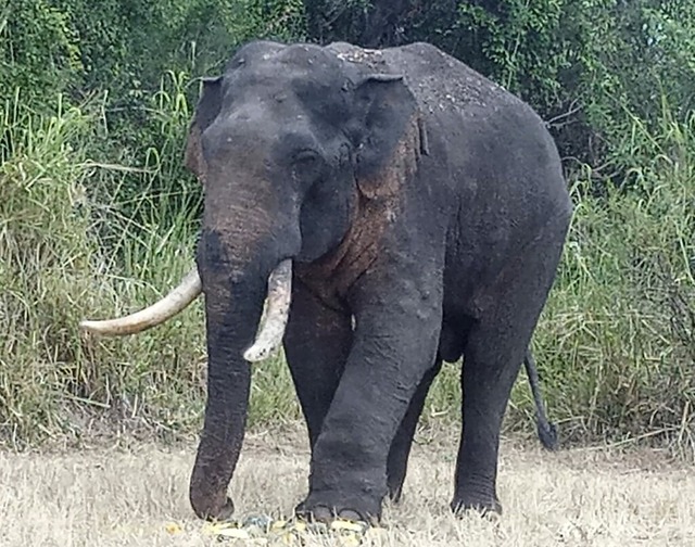 Der verletzte Elefant in Sri Lanka wird Agbo genannt. So hie einst ein Knig.  | Foto:  (dpa)