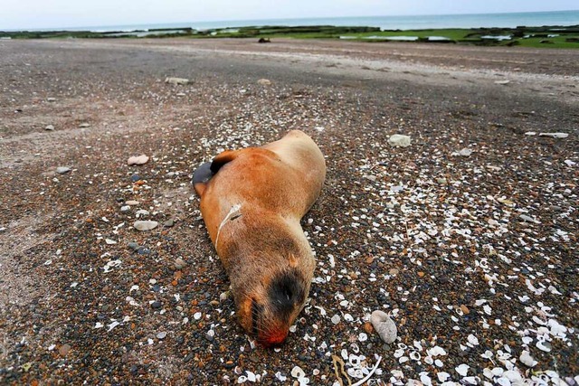 Eine tote Mhnenrobbe liegt an einem p...iedma, Provinz Ro Negro, Argentinien.  | Foto: Juan Macri (dpa)