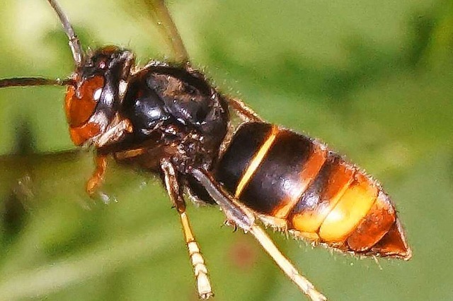 Die Asiatische Hornisse gilt als Bedrohung fr Honigbienen.  | Foto: Stefan Berg