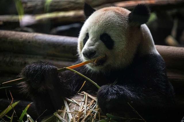 Kuschelig, s, teuer: Zoo-Lieblinge Pit und Paule werden vier