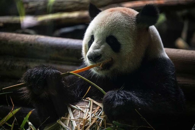 Ein Pandabr frisst Bambus. Die Pandas...len zu den Lieblingen im Berliner Zoo.  | Foto: Hannes P Albert (dpa)