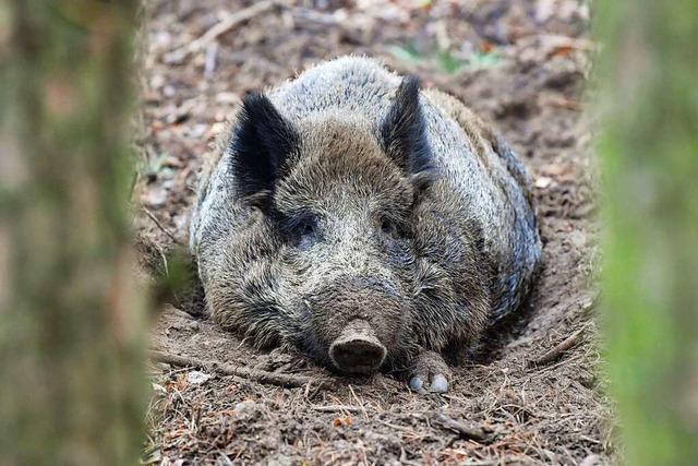 Wildschweine durchkmmen das Grenzacher Neufeld