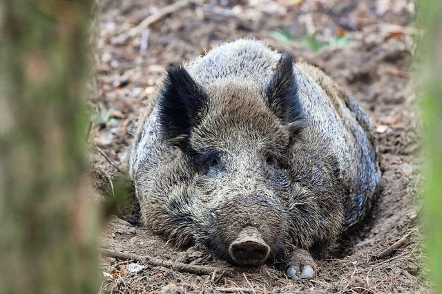 Wildschweine sind auch ntzlich, denn sie durchmischen den Boden.  | Foto: Patrick Pleul