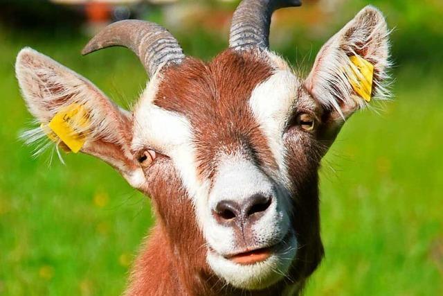 Tierschutzverein will streunende Ziegen in Lffingen vor Abschuss retten