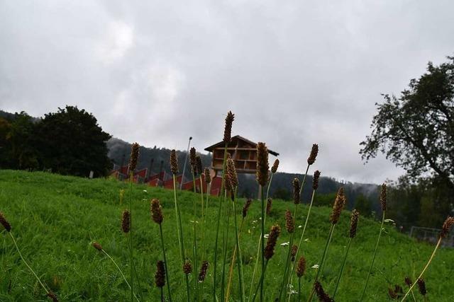 Die Schopfheimer Bienenweiden sind nicht mehr bunt