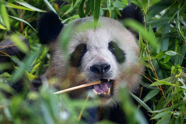 Pandas sind schwarz-weie Bren, die ursprnglich aus China stammen.  | Foto: Hannes P Albert (dpa)