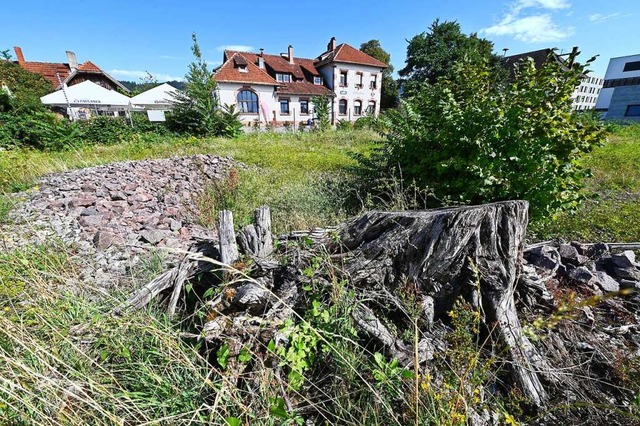 Hinter dem Restaurant Kantina bieten S...tholz ein neues Zuhause fr Eidechsen.  | Foto: Thomas Kunz