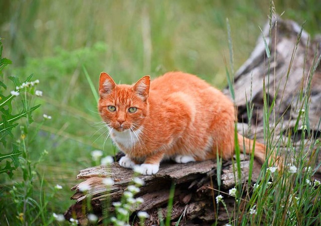 Ein Kater ist in Ettenheim durch ein Luftgewehr verletzt worden (Symbolfoto).  | Foto: Soeren Stache (dpa)