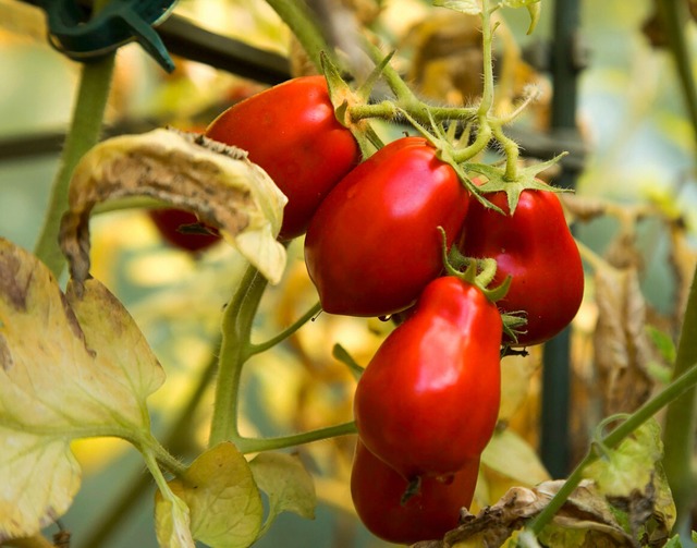 Lecker: Aromatische Tomaten aus dem eigenen Garten  | Foto: Christin Klose (dpa)