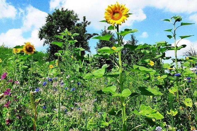 Floristen-Tipp aus Neustadt: So gelingt der Strau aus Freilandblumen