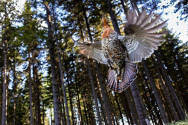 Lichte Wlder und viele Heidelbeeren: ...unter anderem, um sich wohl zu fhlen.  | Foto: Michael Reichel (dpa)