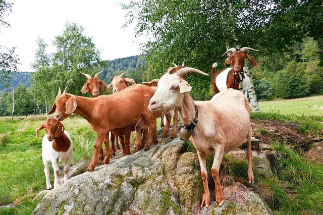 Benno Kaisers Ziegenherden im Menzensc...nhrung der Tiere knne man schmecken.  | Foto: Susanne Filz