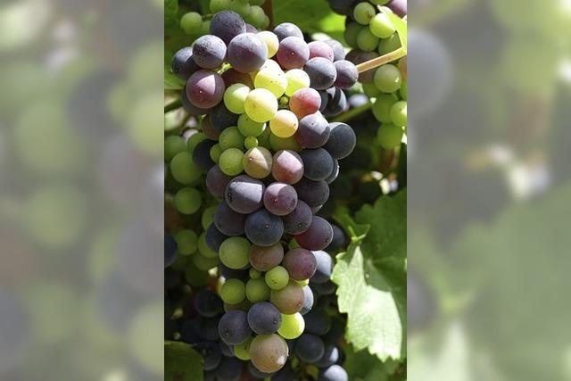 Der Weinbau in Frankreich steckt in der Krise