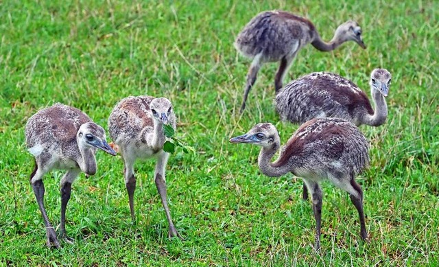 Fnf der sieben jungen Nandus machen einen Ausflug auf dem Mundenhof.  | Foto: Michael Bamberger