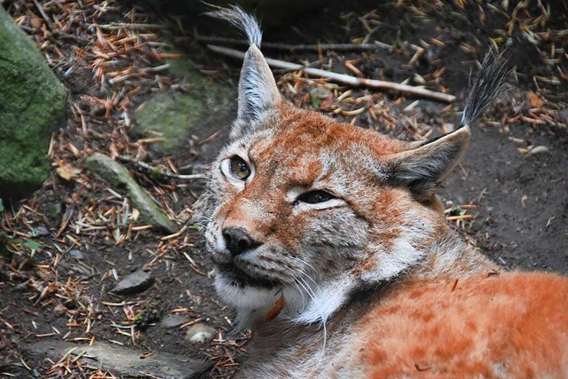 Die ltesten Tiere: Die beiden Luchse ...nwasenpark sind mehr als 23 Jahre alt.  | Foto: Sidney-Marie Schiefer