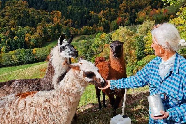 Zottelige Fellnasen im Wiesental: Alpakas, Lamas, Hochlandrinder
