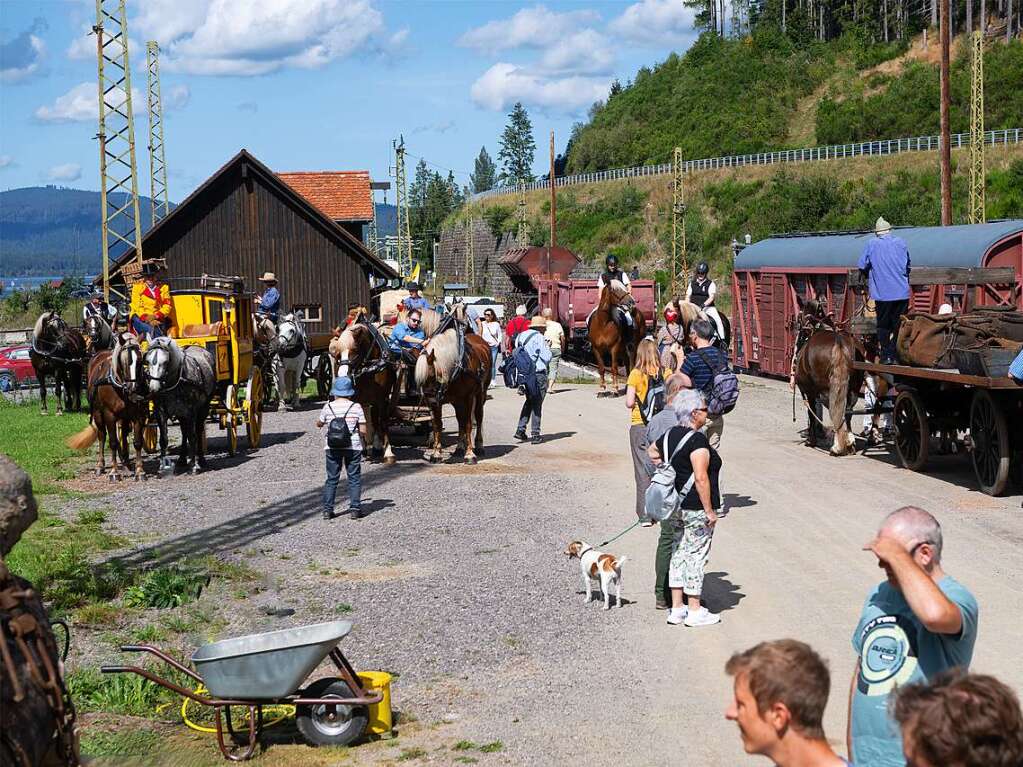 Das Motto ist Programm bei der Veranstaltung Kaltblutpferde im Einsatz am Wochenende in Schluchsee. Impressionen vom Wochenende.