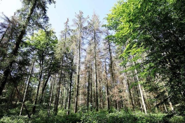 Trockenheit lässt immer mehr Bäume im Schwarzwald sterben