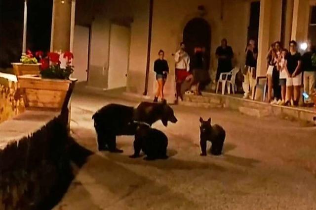 Getötete Bärenmutter Amarena: Italien sorgt sich um Nachwuchs
