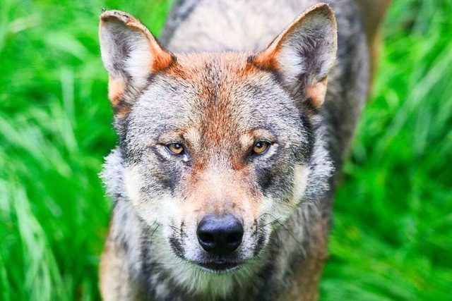 Ein Wolf im Gehege im Wisentgehege Spr...Weidetiere wie Schafe besser schtzen.  | Foto: Julian Stratenschulte (dpa)