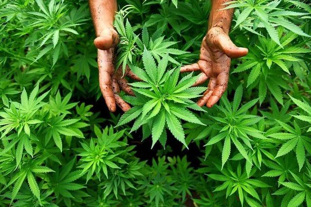 Cannabis-Clubs sprieen berall aus dem Boden – auch in Lahr