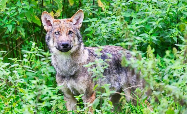 Ein junger Wolf im Wisentgehege Spring...adurch die Weidehaltung auf dem Spiel?  | Foto: Julian Stratenschulte (dpa)