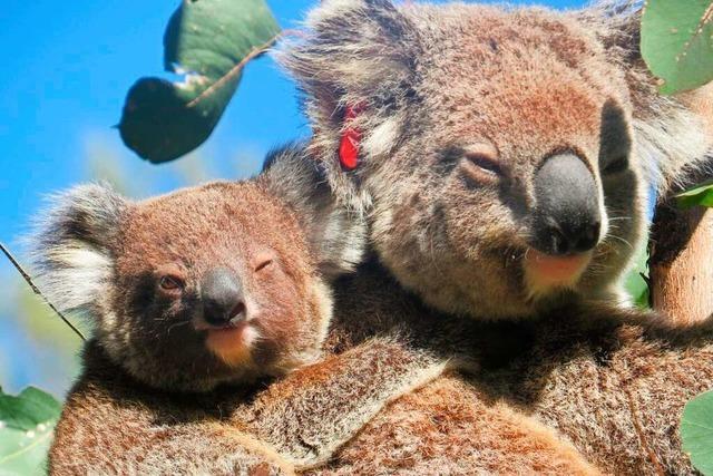 In den Buschbränden wäre sie fast gestorben – nun wird Koala Ember wieder Mutter