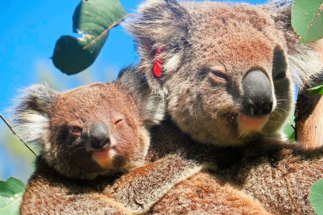 Koala-Weibchen Ember mit ihrem ersten ...as ehemalige Brandopfer erneut Mutter.  | Foto: Roslyn Irwin (dpa)